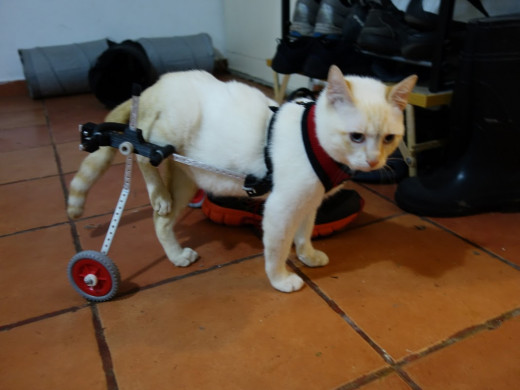 Wheelchairs for Animals
