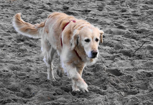 How do dogs move? | hubpages