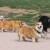 http://www.flickr.com/photos/walkadog/2817751265/ http://www.flickr.com/photos/walkadog/2817751265/