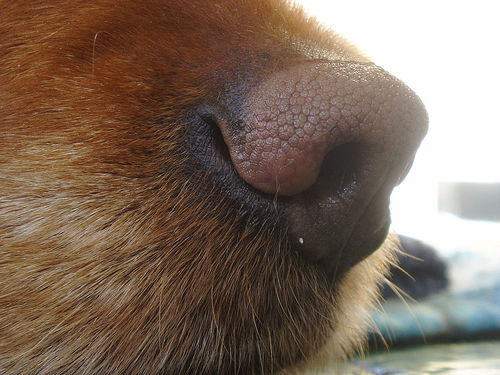 Can A Dogs Breathe Through Its Nose Can A Dogs Breathe Through Its Nose