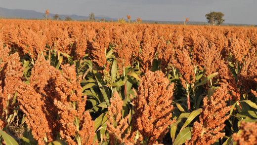 So skilled is Mr. Yan that it is almost as if the stalks of the sorghum record in organic layers, the occurrences of all that has been in the fields.
