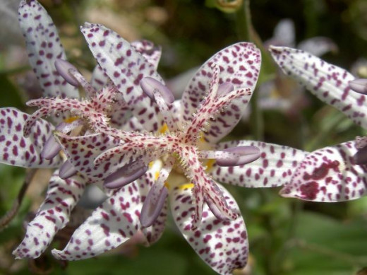 Toadlilies are some of the most striking lilies I have found. With their dalmation-like spots and delicate colors, they are certainly eye-catching and unique flowers. 