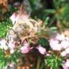 Celtic Lore of the Honey Bee