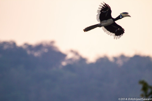 Malabar Pied Hornbill - in flight