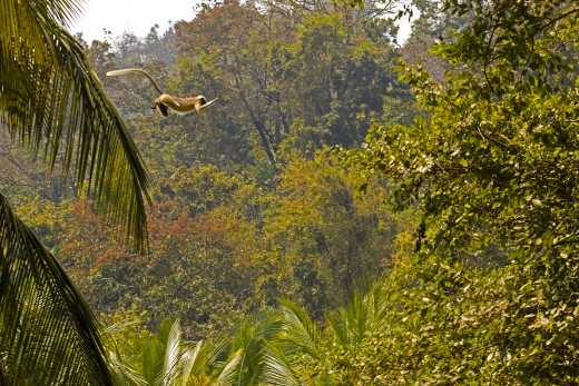 Gray langur jumping a gap between two trees - The gap was due to a road beneath.  Few dogs were constantly barking to scare away these monkeys.  Hence the monkey resorted to jump the gap.