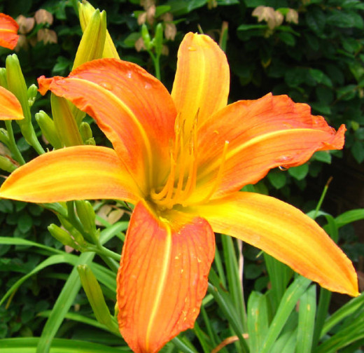 Daylilies are one of the most popular lilies in the world. They grow up to 4 feet tall, given moist, rich soil and full sunlight. 