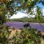 Provencal lavender fields are often bordered by peach, prune, plum orchards. Provencal lavender fields are often bordered by peach, prune, plum orchards.