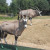Serengeti Park, Hodenhagen, Germany Serengeti Park, Hodenhagen, Germany