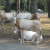 Serengeti Park, Hodenhagen, Germany Serengeti Park, Hodenhagen, Germany