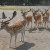 Serengeti Park, Hodenhagen, Germany Serengeti Park, Hodenhagen, Germany