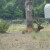 Serengeti Park, Hodenhagen, Germany Serengeti Park, Hodenhagen, Germany