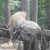 Serengeti Park, Hodenhagen, Germany Serengeti Park, Hodenhagen, Germany