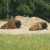 Wisentgehege Springe, Springe, Germany Wisentgehege Springe, Springe, Germany
