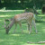 Wisentgehege Springe, Springe, Germany Wisentgehege Springe, Springe, Germany