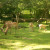 Wisentgehege Springe, Springe, Germany Wisentgehege Springe, Springe, Germany