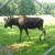 Wisentgehege Springe, Springe, Germany Wisentgehege Springe, Springe, Germany