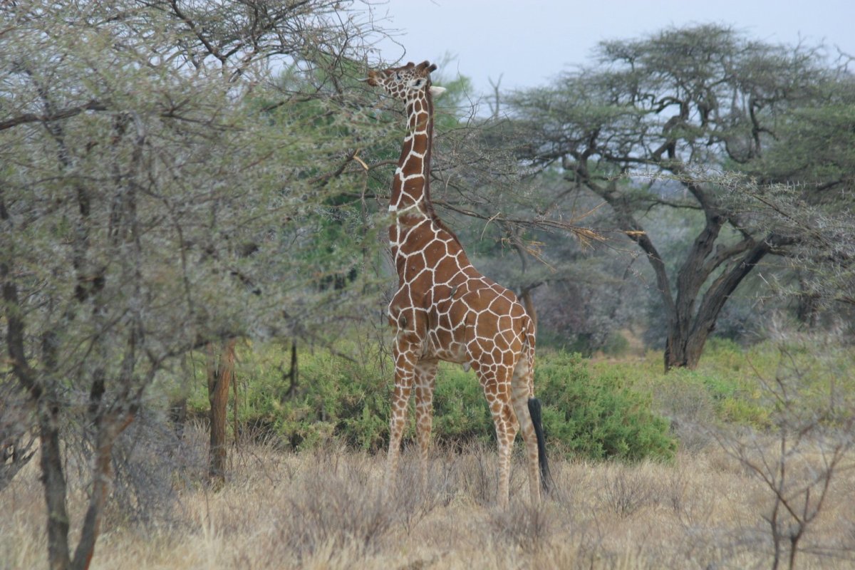 Giraffe in Samburu National Reserve