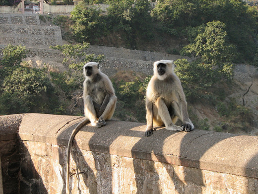 Indian monkeys