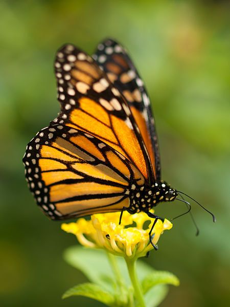 Photo Credit - https://en.wikipedia.org/wiki/Monarch_butterfly