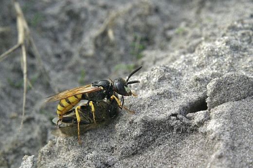 Photo Credit - https://en.wikipedia.org/wiki/Wasp