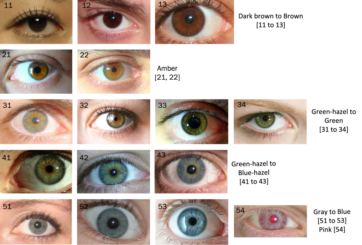 The Eye Color Chart | HubPages