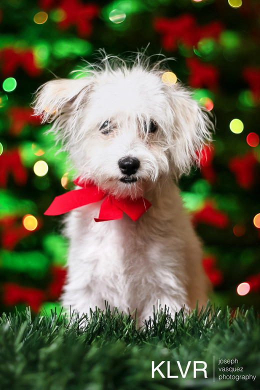 Pets are individuals, not gifts.