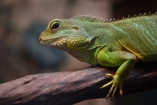 Lizards and other exotic pets can carry harmful germs.