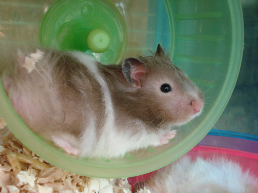 Pets are individuals, not items.