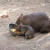 Wombat