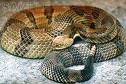 If the cyandide doesn't kill you, one of these could! Rattlesnake in Baja
