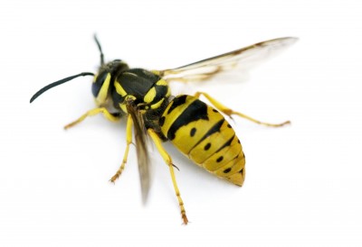 Has your dog been stung by a bee or wasp? Do you know the signs?!