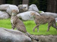 Cheetahs in the Oregon Zoo