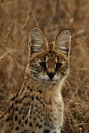 A serval from the Sabi Sand area of South Africa: Note the large ears adapted for hearing small prey.