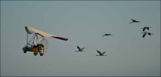 Whooping cranes following an ultralight aircraft on their migration