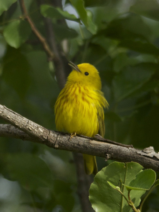 Yellow Warblers in December?  You betcha!