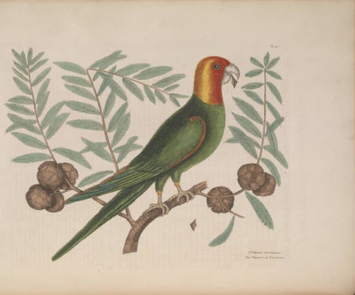 Illustration in "The Natural History of Carolina, Florida, and the Bahama Islands"