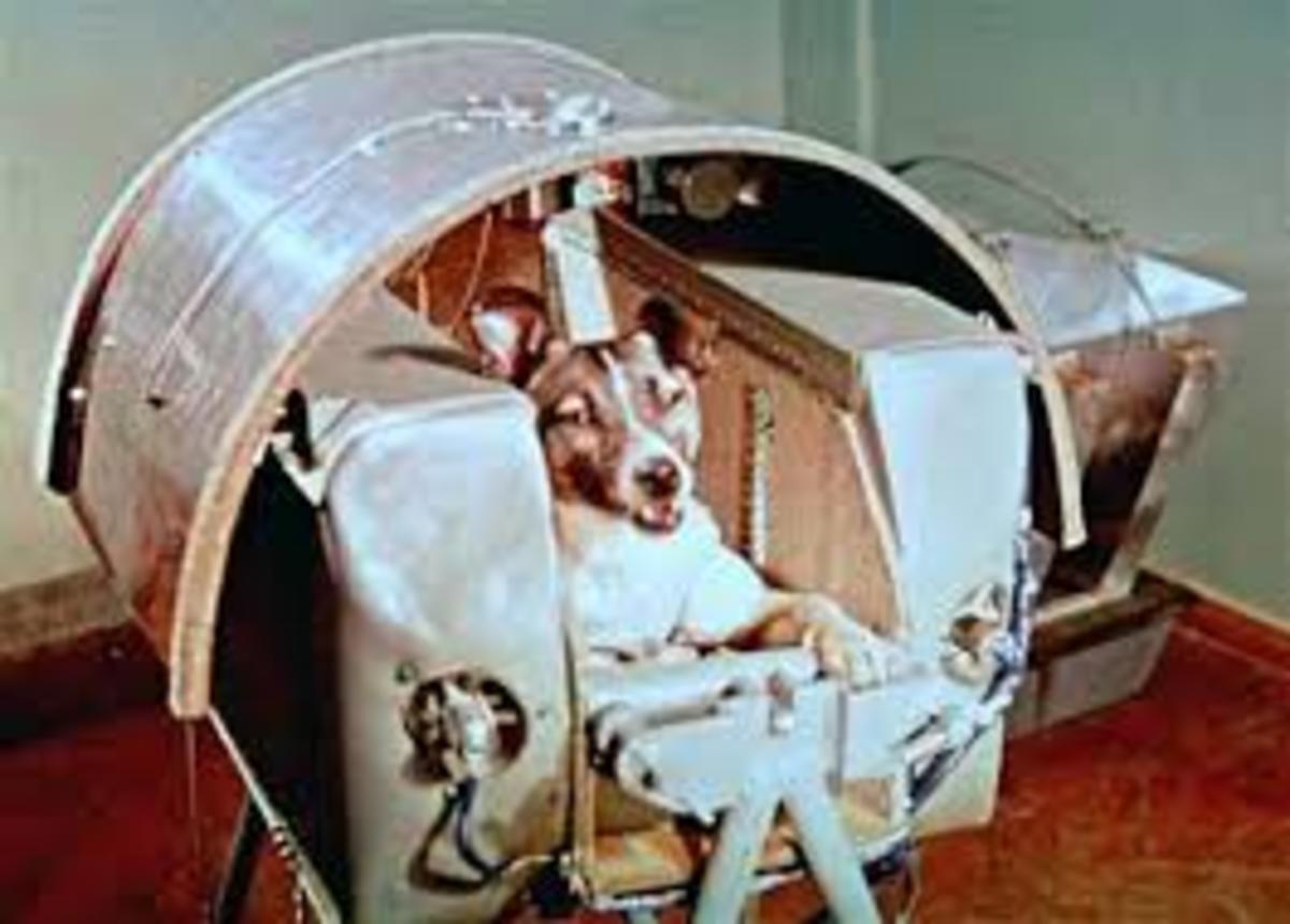 Laika was the First Dog in Space