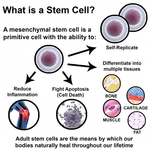 Stem cell abilities