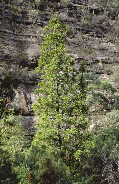 King Billy - The tallest wollemi pine