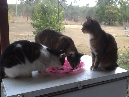 Hungry cats: Basil, Phoebe, and Fanny