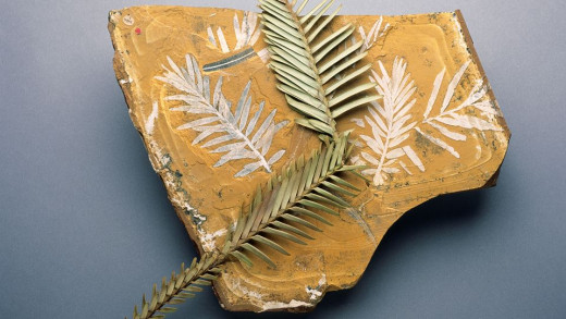 Only seen in the fossil record before 1994, it was thought this tree family was long extinct
