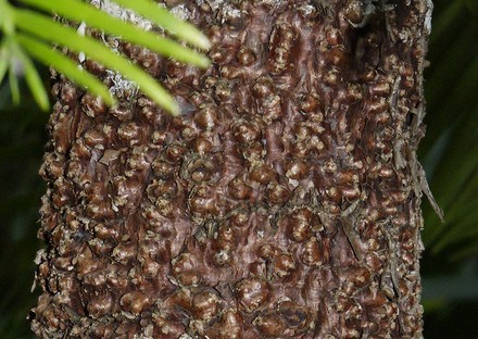 Wollemi Pijne Bark