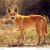 Carolina Dog Carolina Dog