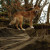 Pariah Dog Pariah Dog