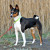 Basenji Basenji