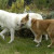 Canaan Dog Canaan Dog