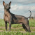 Peruvian Hairless dogs Peruvian Hairless dogs