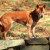 New Guinea Singing Dog New Guinea Singing Dog