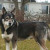Native American Indian dog Native American Indian dog