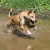 Carolina Dog Carolina Dog